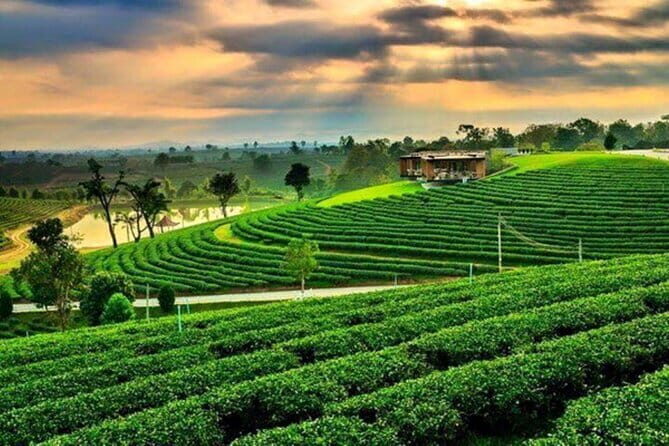 Chiang Rai Private Bespoke Sightseeing Tour - Singha Park