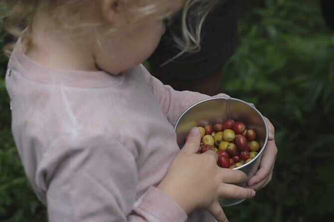 Chiangmai Coffee Farm Tour - An In-Depth Look at the Chiangmai Coffee Farm Tour
