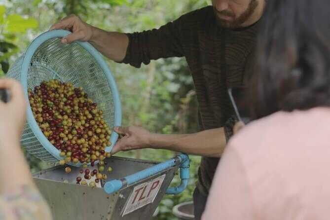 Chiangmai Coffee Farm Tour - The Sum Up