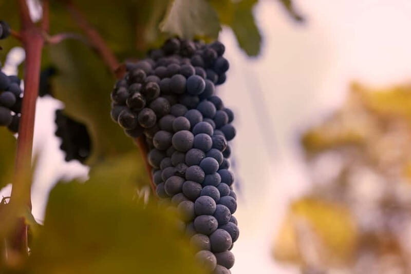 Chianti Colli Fiorentini Winery Tour 18km from Florence - Key Points