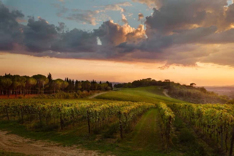 Chianti Colli Fiorentini Winery Tour 18km from Florence - The Bottom Line: Is It Worth It?