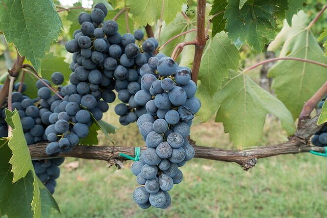 Chianti Day trip from Florence - An In-Depth Look at the Tour Experience