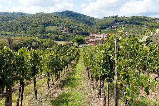 Chianti from Florence:PRIVATE Wine, Olive Oil Tasting in the Tuscan countryside - Key Points