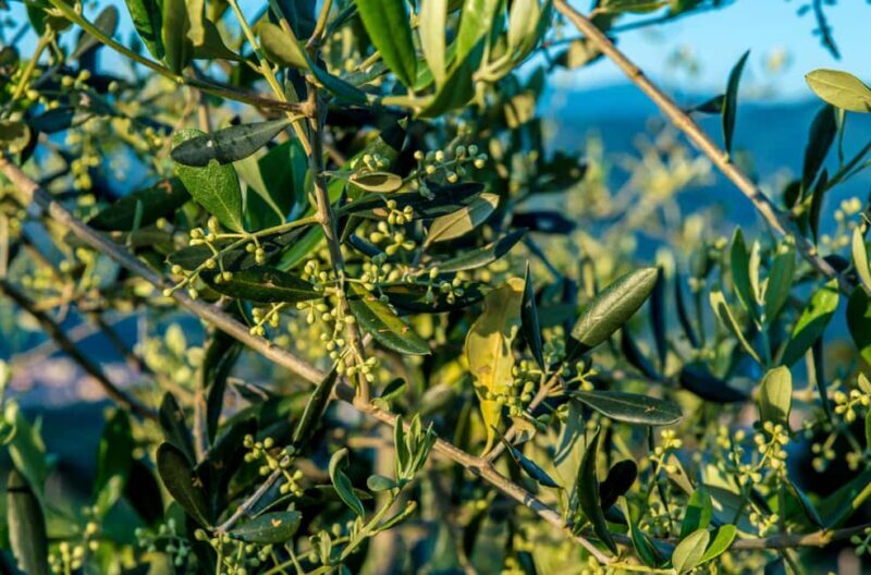 Chianti Rufina: Discover the tradition of extra virgin olive oil and organic wines - Key Points