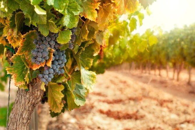 Chianti & Supertuscan Private Tour 2 Wineries with light lunch - Final Thoughts