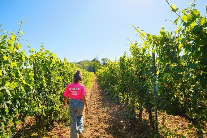 Chianti Vineyards Escape from Florence with Two Wine Tastings - The Itinerary in Detail