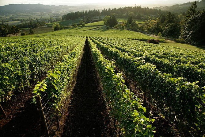 Chianti Vineyards Tours in Private Luxury Van from Florence - The Sum Up