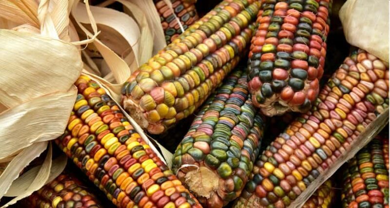 Chiapas: A Culinary Adventure Discovering Local Gastronomy - Key Points