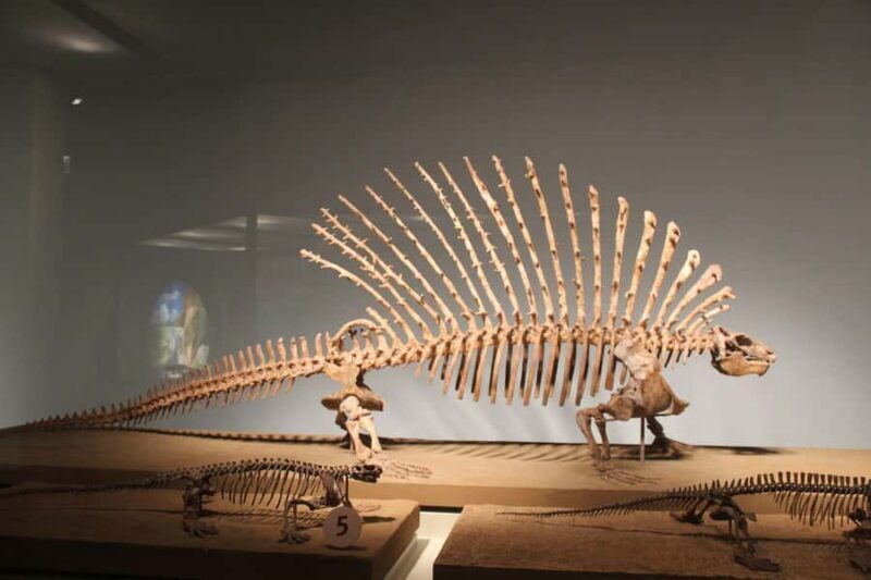 Chicago: Field Museum Ticket & Highlights Digital Tour - The Value of the Digital Tour