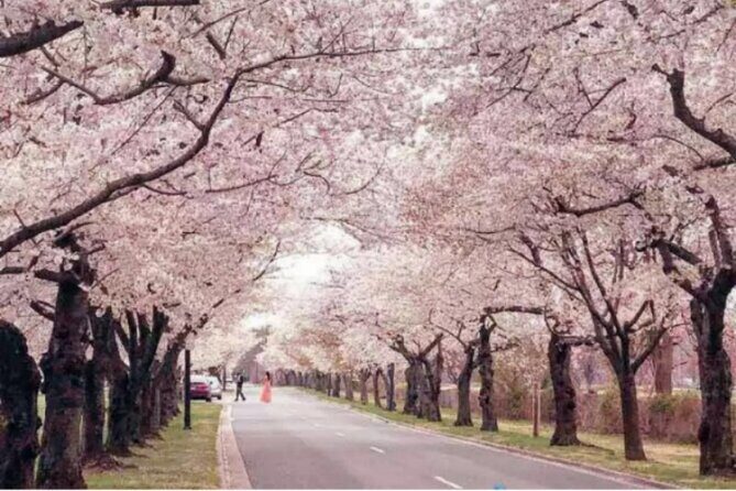 Chicago to Washington D.C. Cherry Blossom 3-Day Tour - Authentic Experiences and Honest Insights