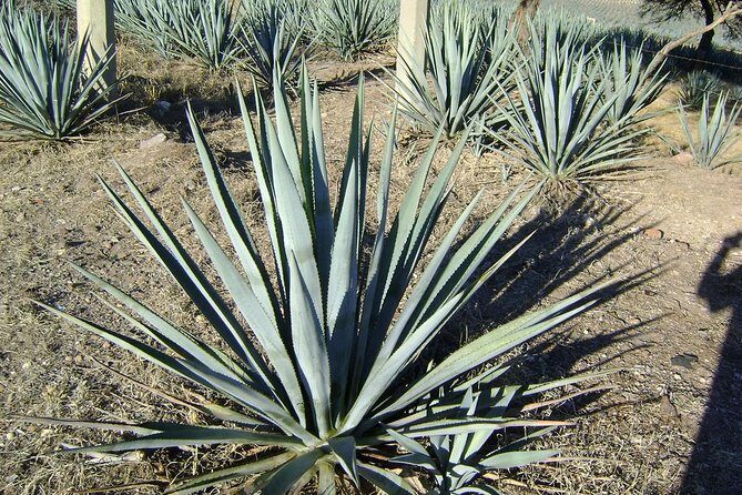 Chichen Itza - Detailed Review of the Chichen Itza Tour