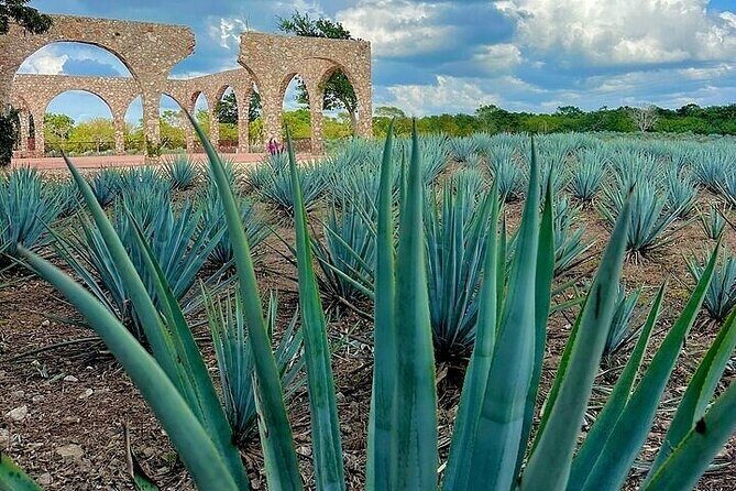 Chichen Itza, Cenote, Tequila and Valladolid Tour from Tulum - Who Will Enjoy This Experience?