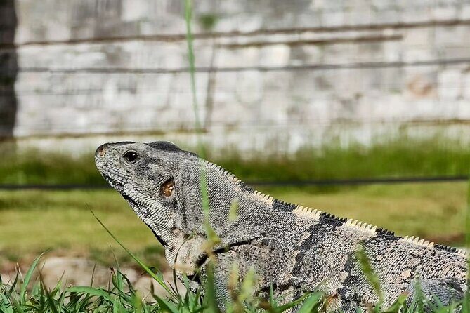 Chichen Itza, Mexican Buffet, Cenote & Valladolid guided Tour - The Sum Up