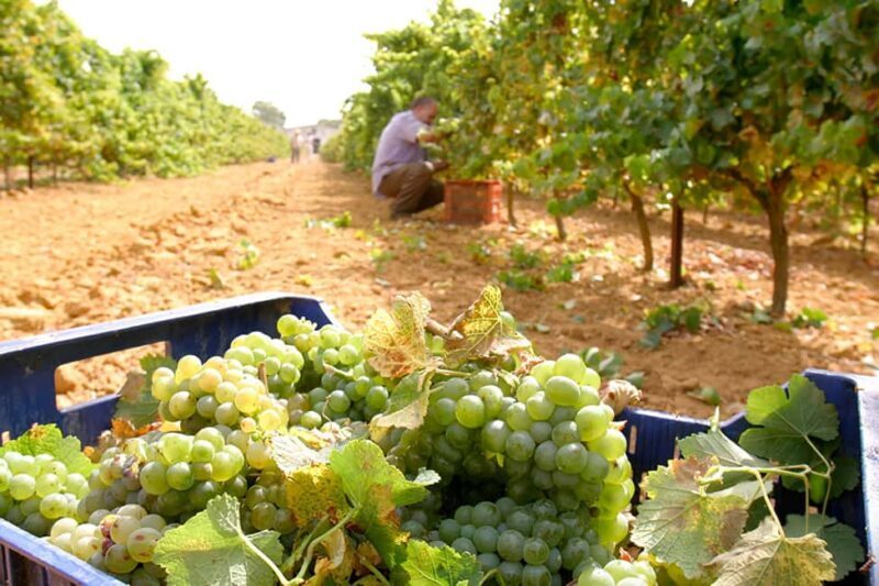 Chiclana de la Frontera: Winery Tour with Wine Tasting - Key Points