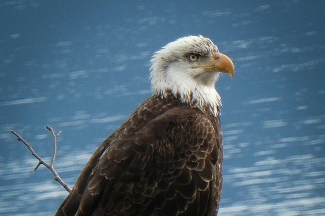 Chilkat Bald Eagle Preserve Rafting - Skagway Departure - FAQ