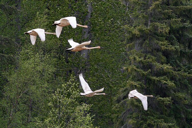 Chilkat River Jet-Boat Adventure in Haines - FAQs
