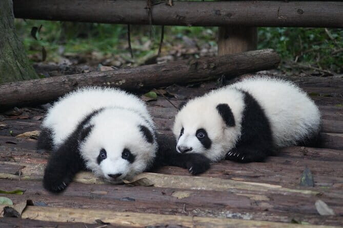 China Spree: 7-Day Tour of Beijing, Xi'an, Chengdu and Shanghai - An Honest Look at the 7-Day China Tour Experience