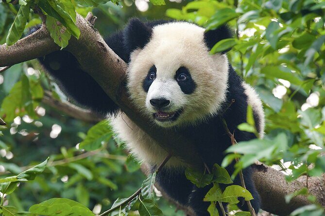 China Trip to Beijing, Xi'an, Chengdu, Shanghai & Yangtze Cruise - Why This Tour Delivers Great Value