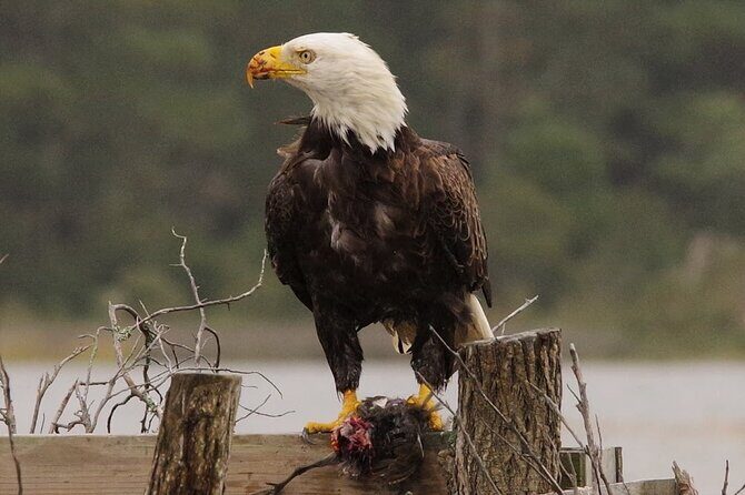 Chincoteague and Assateague Birdwatching Boat Tour - Chincoteague and Assateague Birdwatching Boat Tour: A Detailed Review