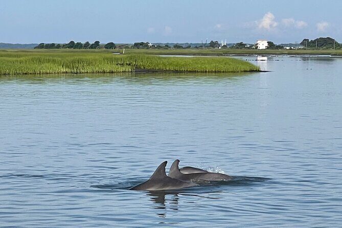 Chincoteague Dolphin Watching Boat Tour - An Honest Look at the Chincoteague Dolphin Watching Experience