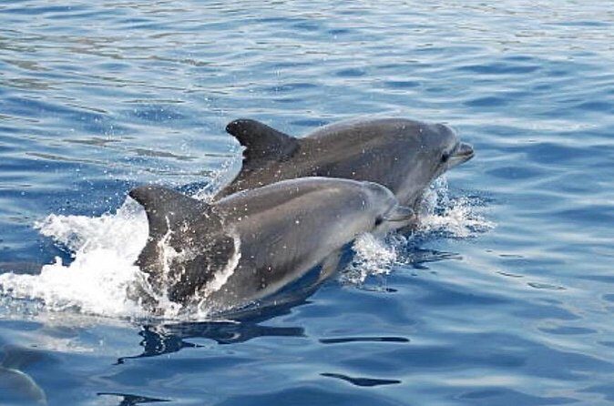 Chincoteague Dolphin Watching Boat Tour - Frequently Asked Questions