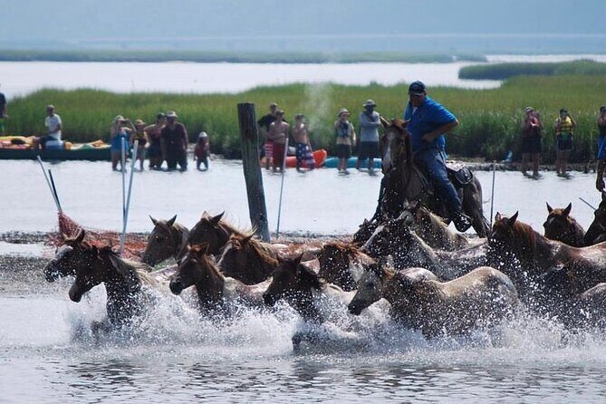 Chincoteague Pony Swim Kayak Tour 2026 with shuttle - Introduction