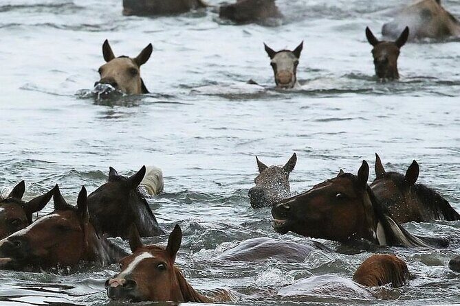 Chincoteague Pony Swim Kayak Tour 2026 with shuttle - Key Points