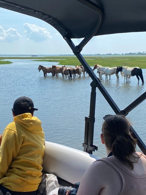 Chincoteague: Premier Pony & Wildlife Small Group Boat Tour - Key Points