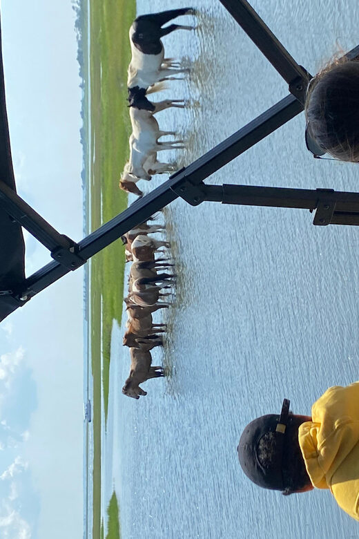 Chincoteague: Premier Pony & Wildlife Small Group Boat Tour - A Deep Dive into the Experience