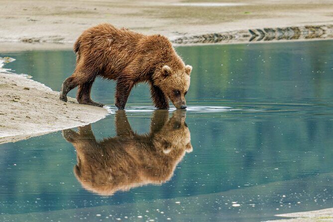 Chinitna Bay Bear Viewing Flight Tour from Talkeetna - The Itinerary in Detail