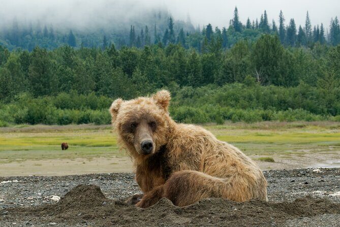 Chinitna Bay Bear Viewing Flight Tour from Talkeetna - Practical Tips and Considerations