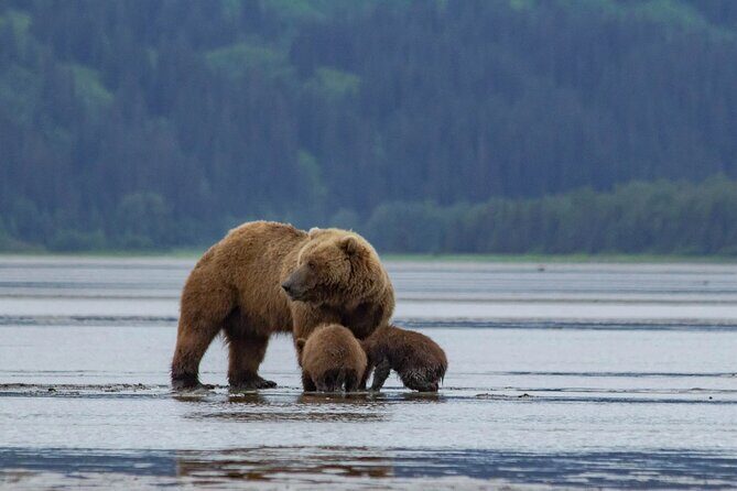 Chinitna Bay Bear Viewing Flight Tour from Talkeetna - Authentic Feedback from Travelers
