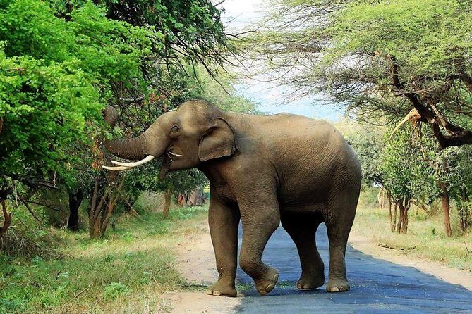Chinnar Wild-life Visiting Tour (Eravikulam National Park) - An In-Depth Look at the Chinnar Wildlife Visiting Tour