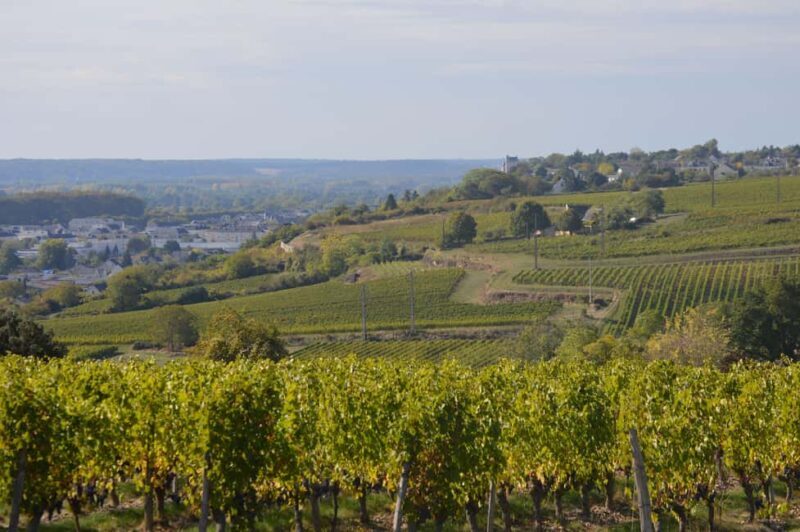 Chinon : Discovery Tours and Wine Tasting - An In-Depth Look at the Experience