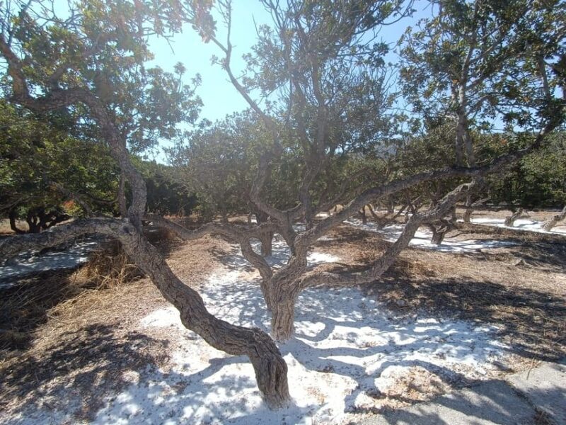 Chios: Mastiha shore excursion - Final Thoughts: Is the Mastiha Shore Excursion Worth It?