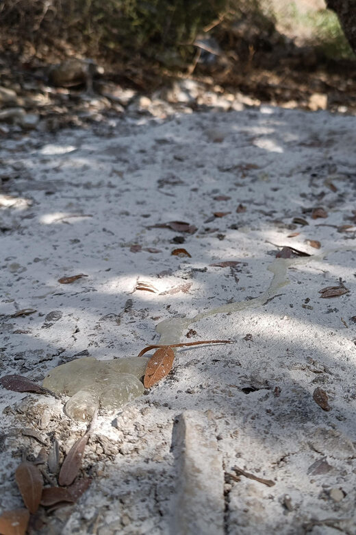 Chios: Mastiha shore excursion - FAQ