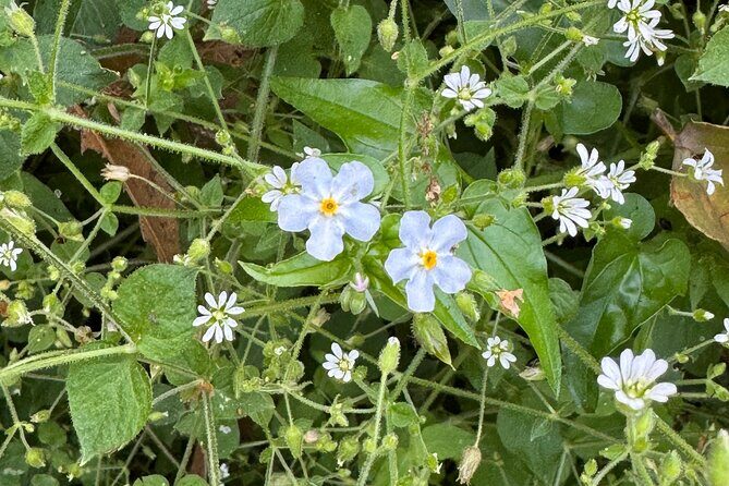 Chipinque Natural Park - Morning / Afternoon Hike (Group/Private) - Who Will Love This Tour?
