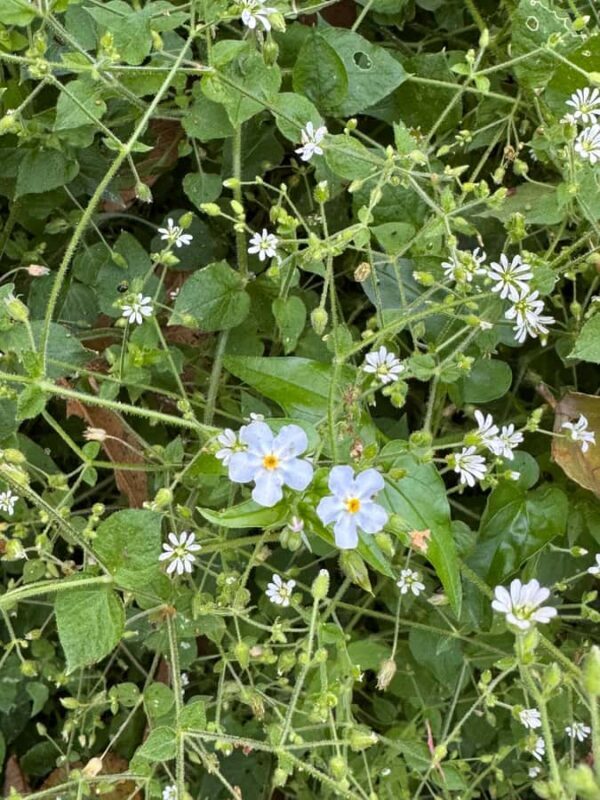 Chipinque Natural Park - Morning / Afternoon Hike - Key Points