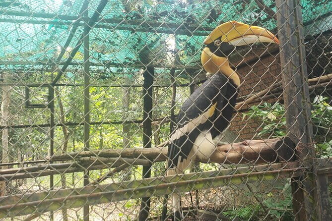 Chisor mountain,Ta Moa Zoo ,Ta Prom temple Tour - Practical Details & Tips