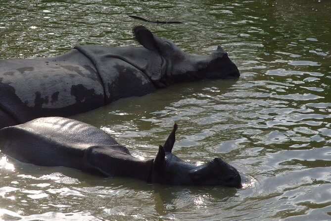 Chitwan National Park 2 nights and 3 days - Introduction to the Chitwan Experience