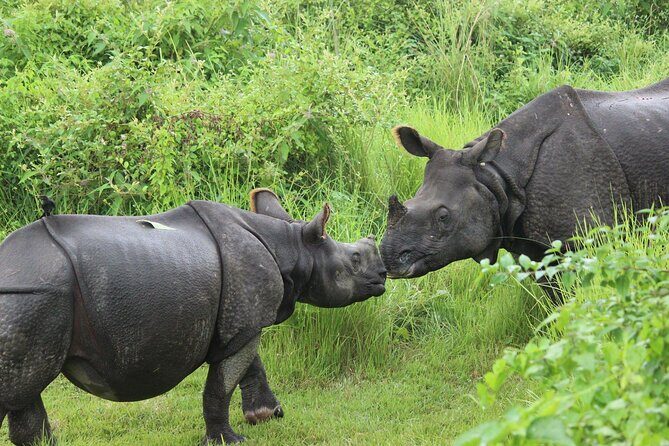 Chitwan National Park Tour - Who Is This Tour Best For?