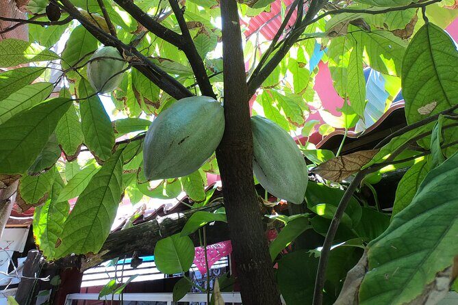 Chocolate Tasting & mayan show - Who Should Consider This Tour?