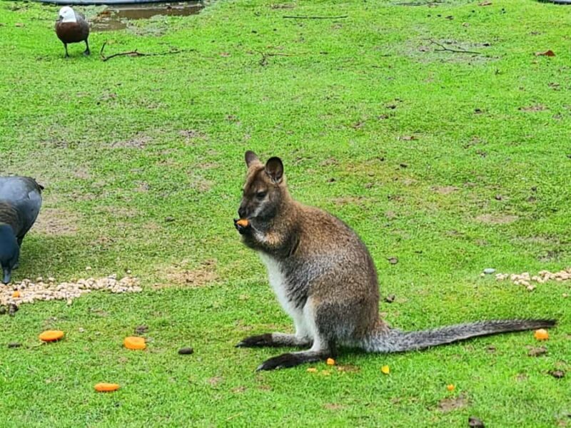 Christchurch City Highlights Half Day Tour - FAQ