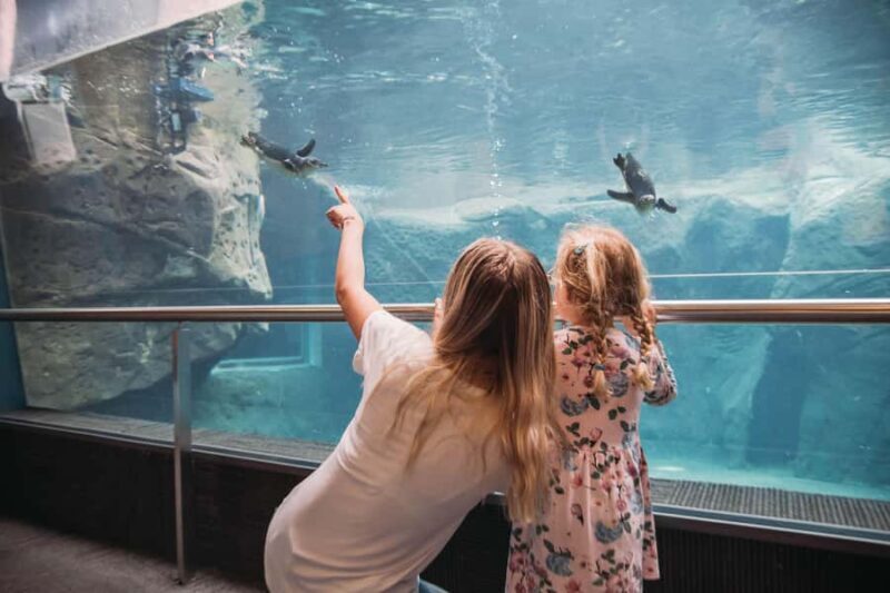 Christchurch International Antarctic Centre Entry Tickets - A Closer Look at the Christchurch Antarctic Centre