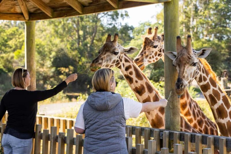 Christchurch: Orana Wildlife Park Admission - Exploring the Park: A Genuine Look at What You Can Expect