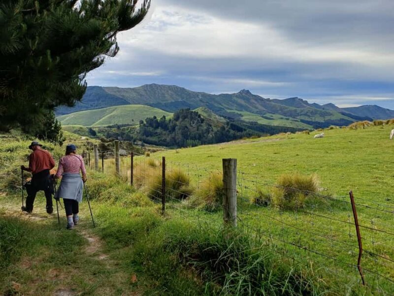 Christchurch: Packhorse Hut Guided Walk and Scenic Drive - An Authentic Day Exploring Banks Peninsula from Christchurch