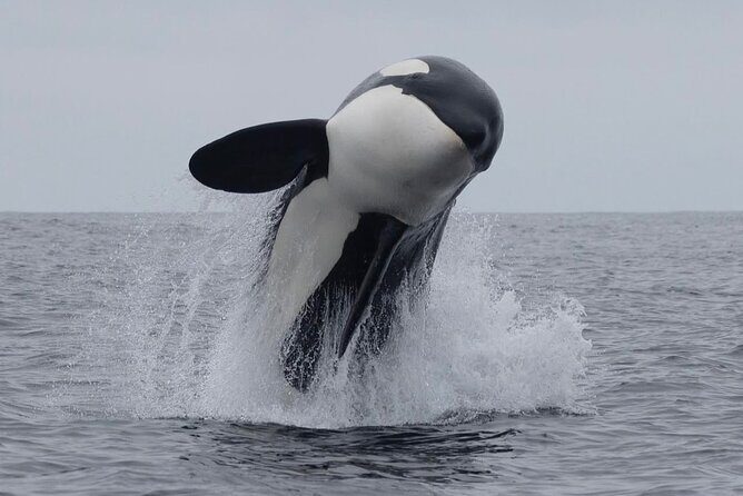 Christchurch Secret Inner City Walking Tour and Hidden Gems - The Sum Up: Who Will Love This Tour?