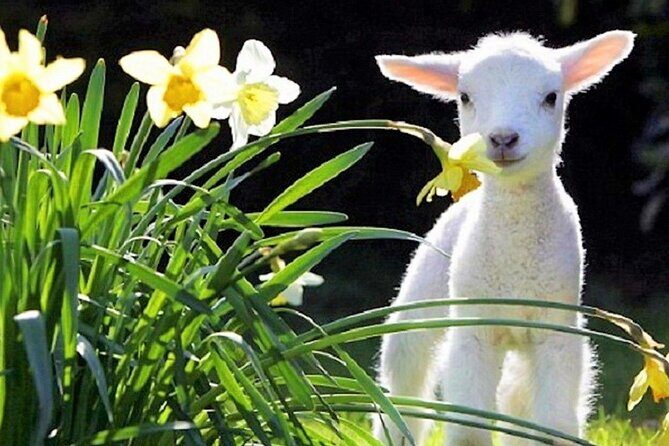 Christchurch Sheep Farm Visit - A Practical Look at the Christchurch Sheep Farm Tour