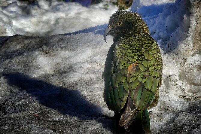 Christchurch to Queenstown One-Way Tour via Mt Cook & Lake Tekapo - Highlights from Reviews: What Travelers Love & What Could Be Better