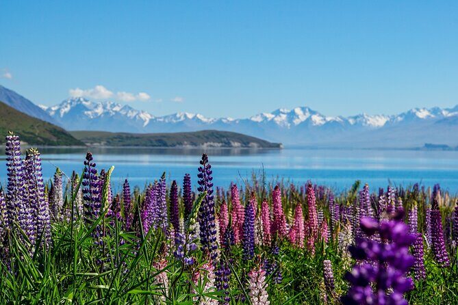 Christchurch to Tekapo Small-Group Tour (one-way) - An In-Depth Look at the Journey